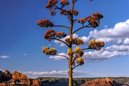 Blooming Agave Sees On, landscape photograph by Susie Reed